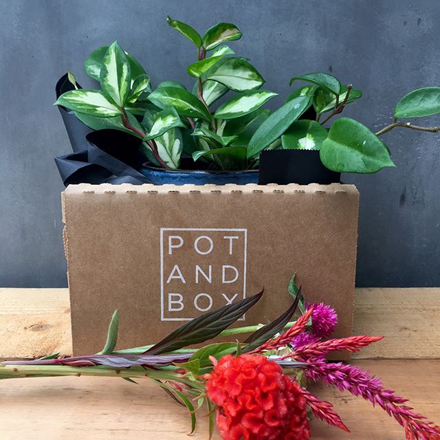 Pot + Box